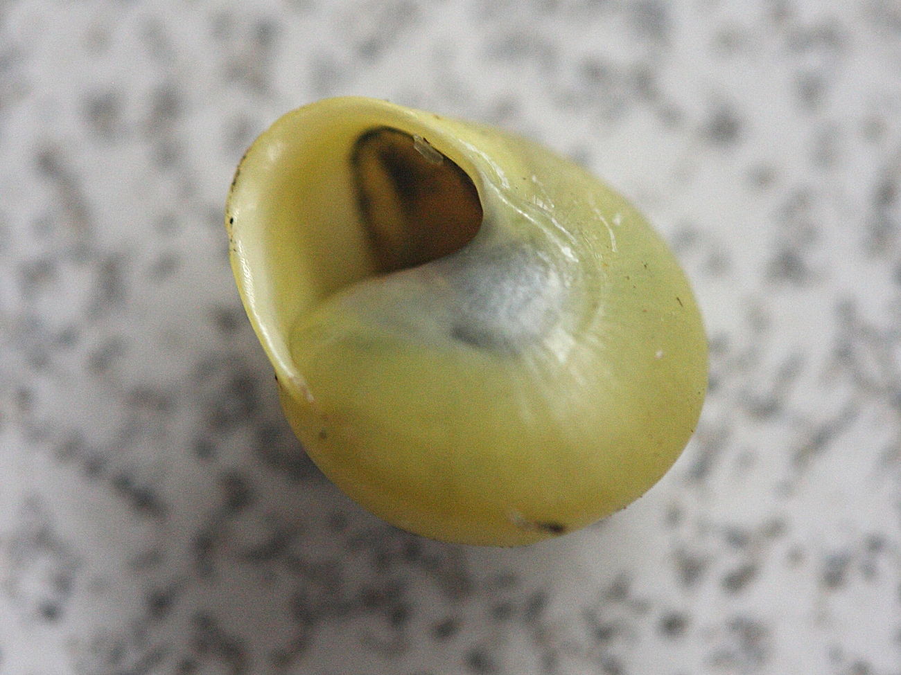 helicina_platychila3md