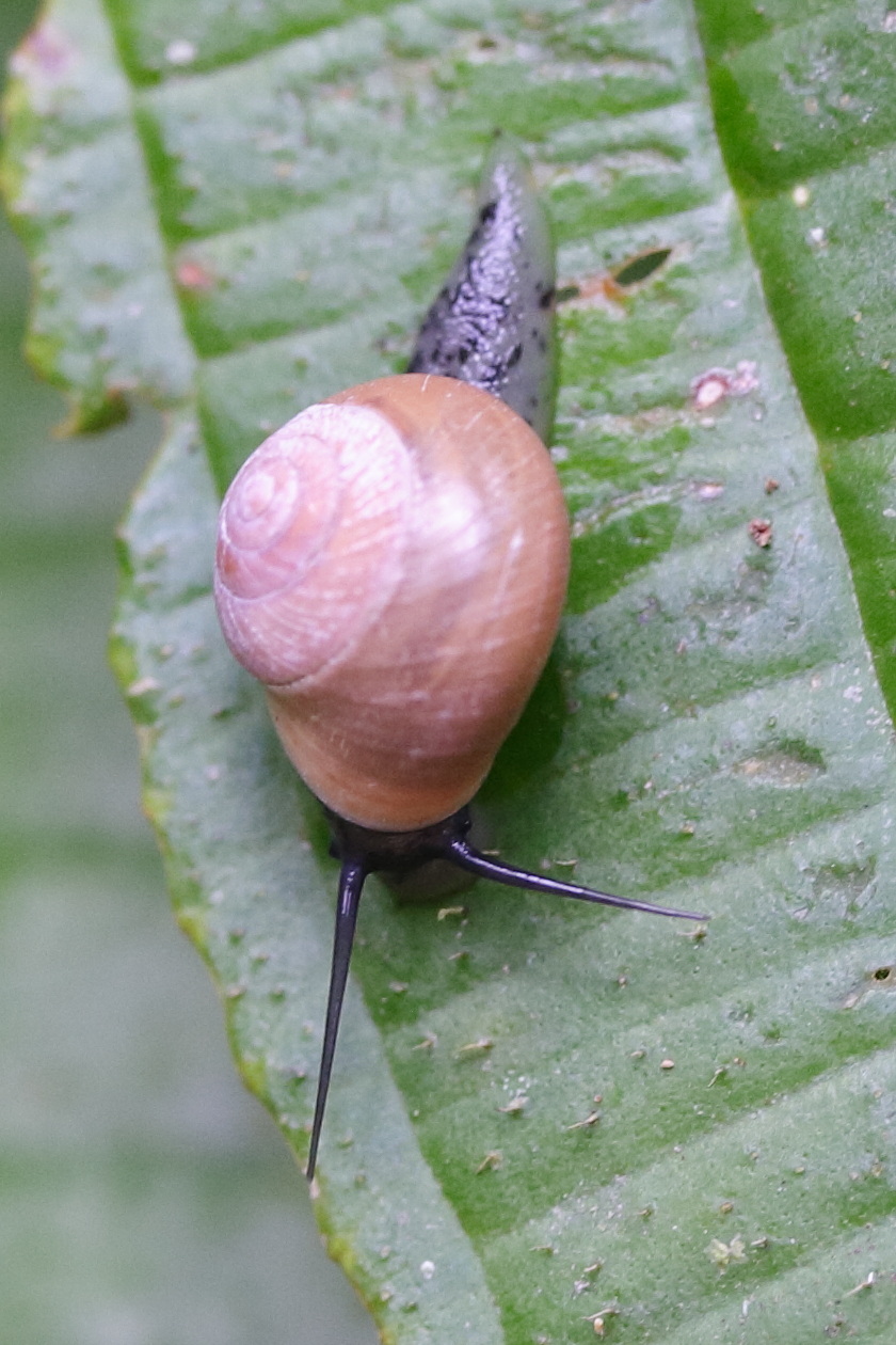 helicina_platychila4md