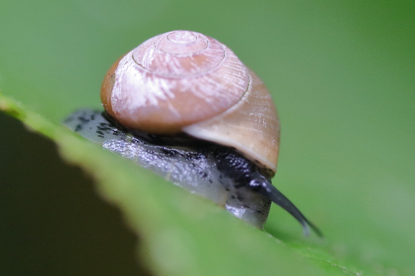 helicina_platychila5md