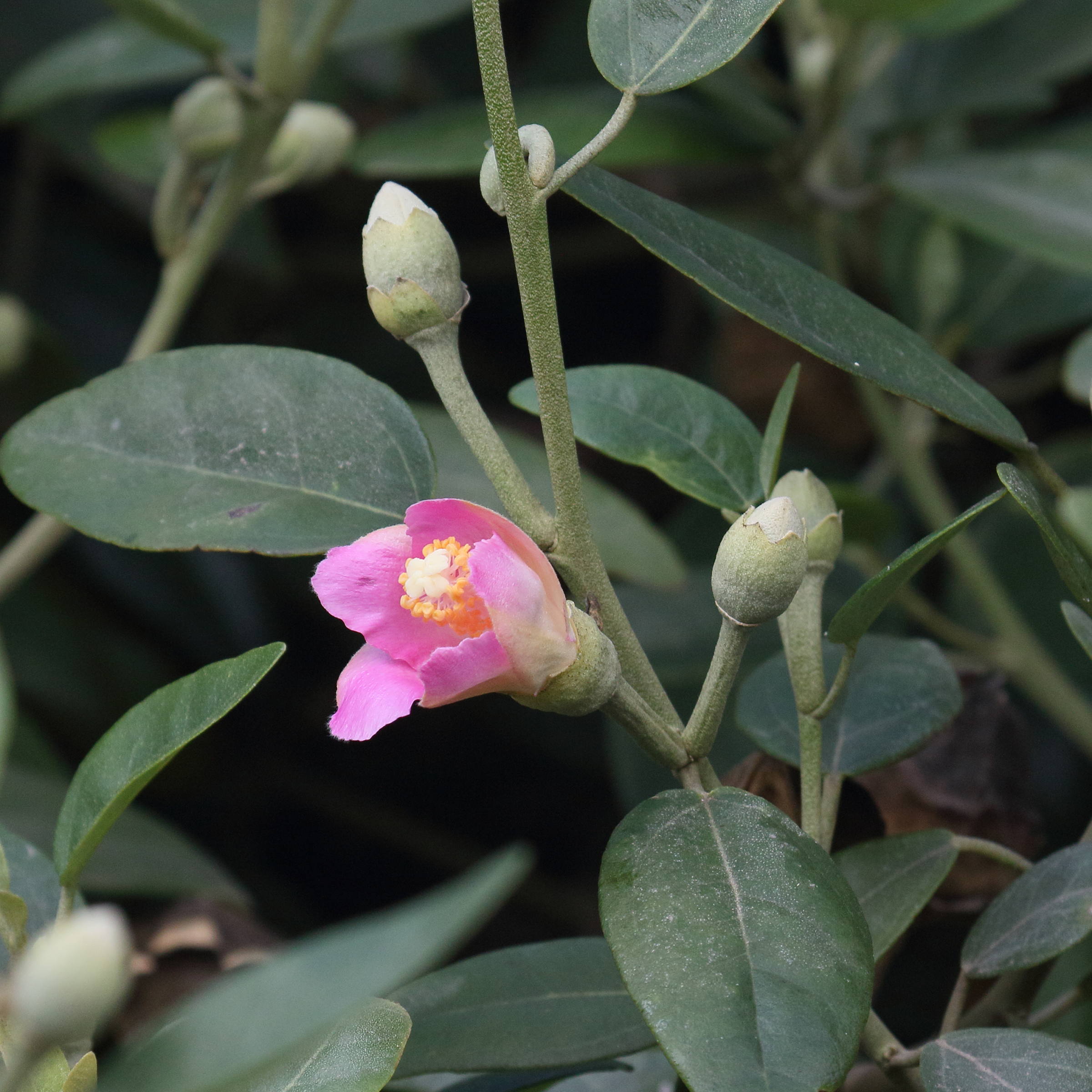 lagunaria_patersoniimd