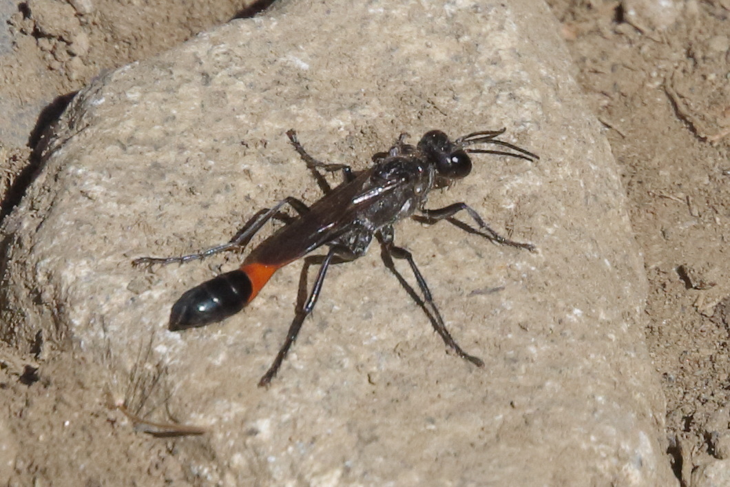 ammophila_sabulosa4md