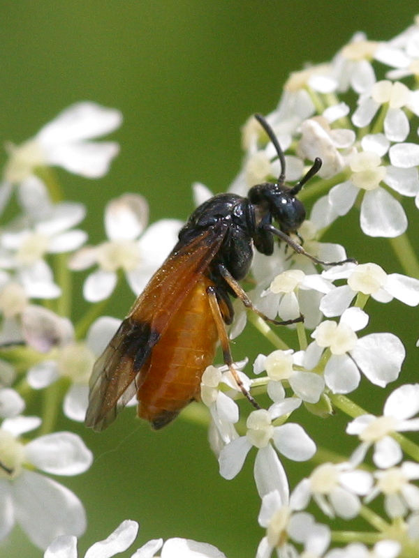 arge_cyanocrocera2bd