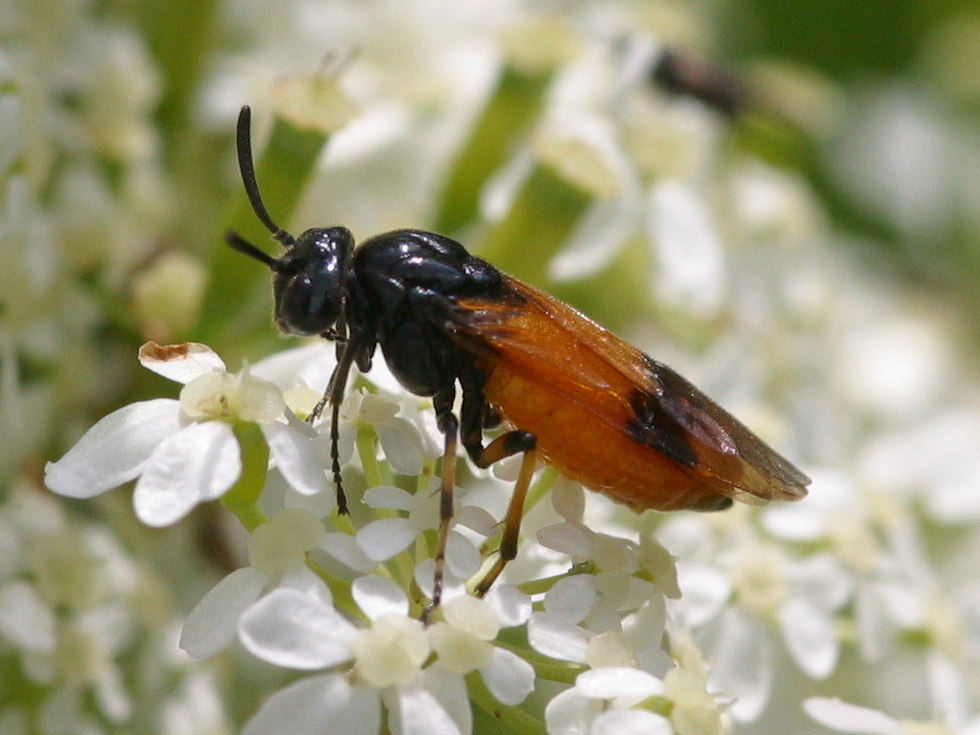 arge_cyanocrocera3bd