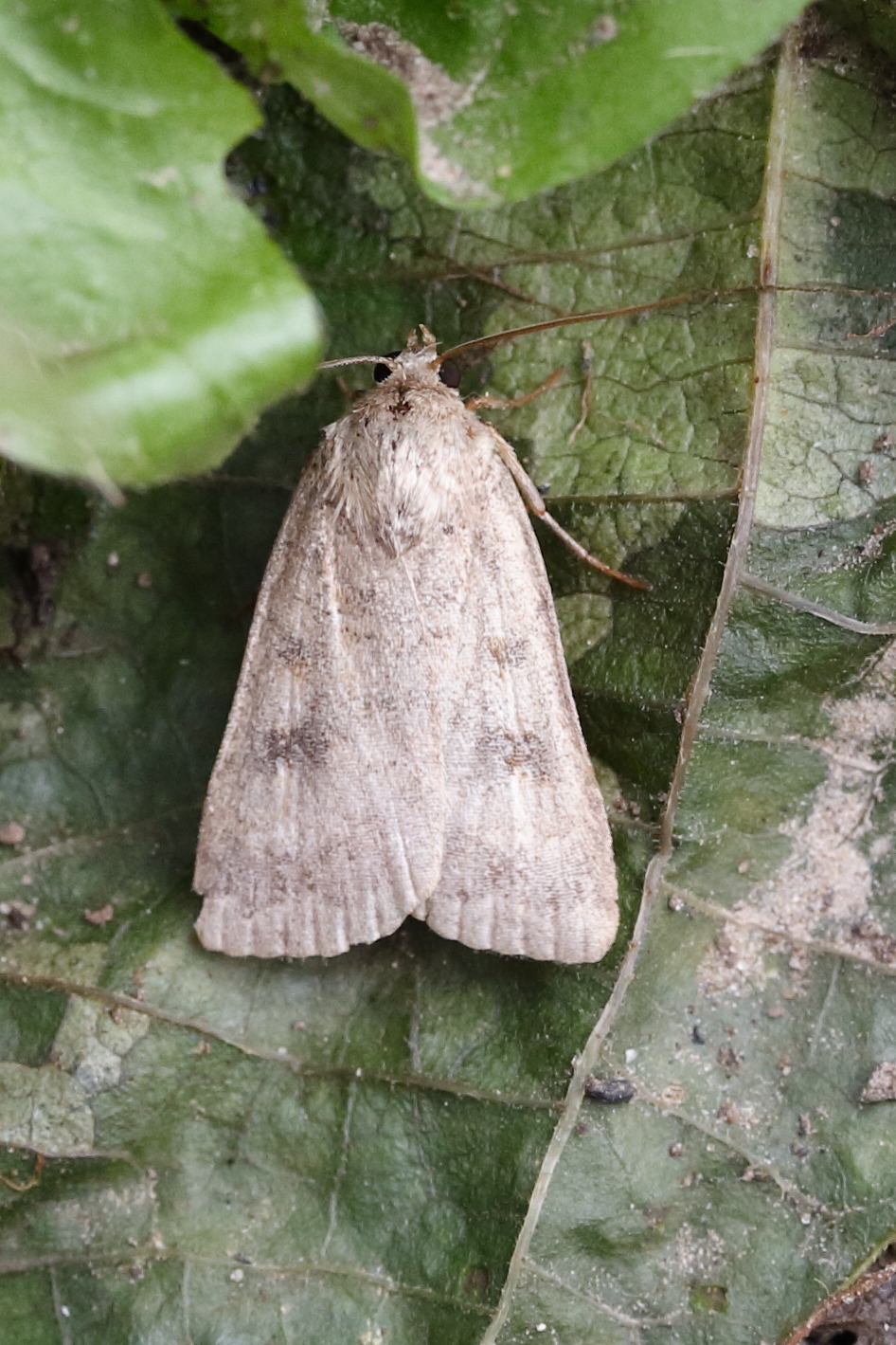 caradrina_morpheus2md