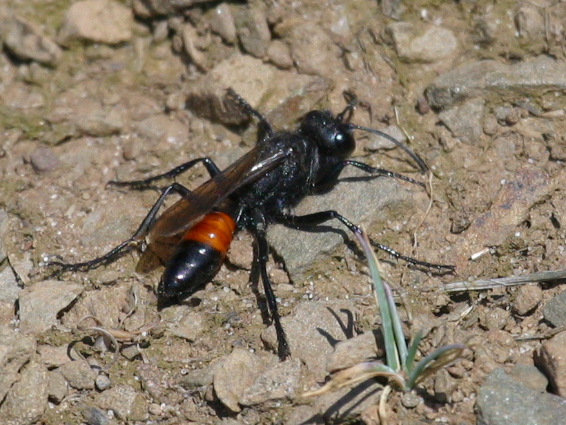 podalonia_hirsuta2bd