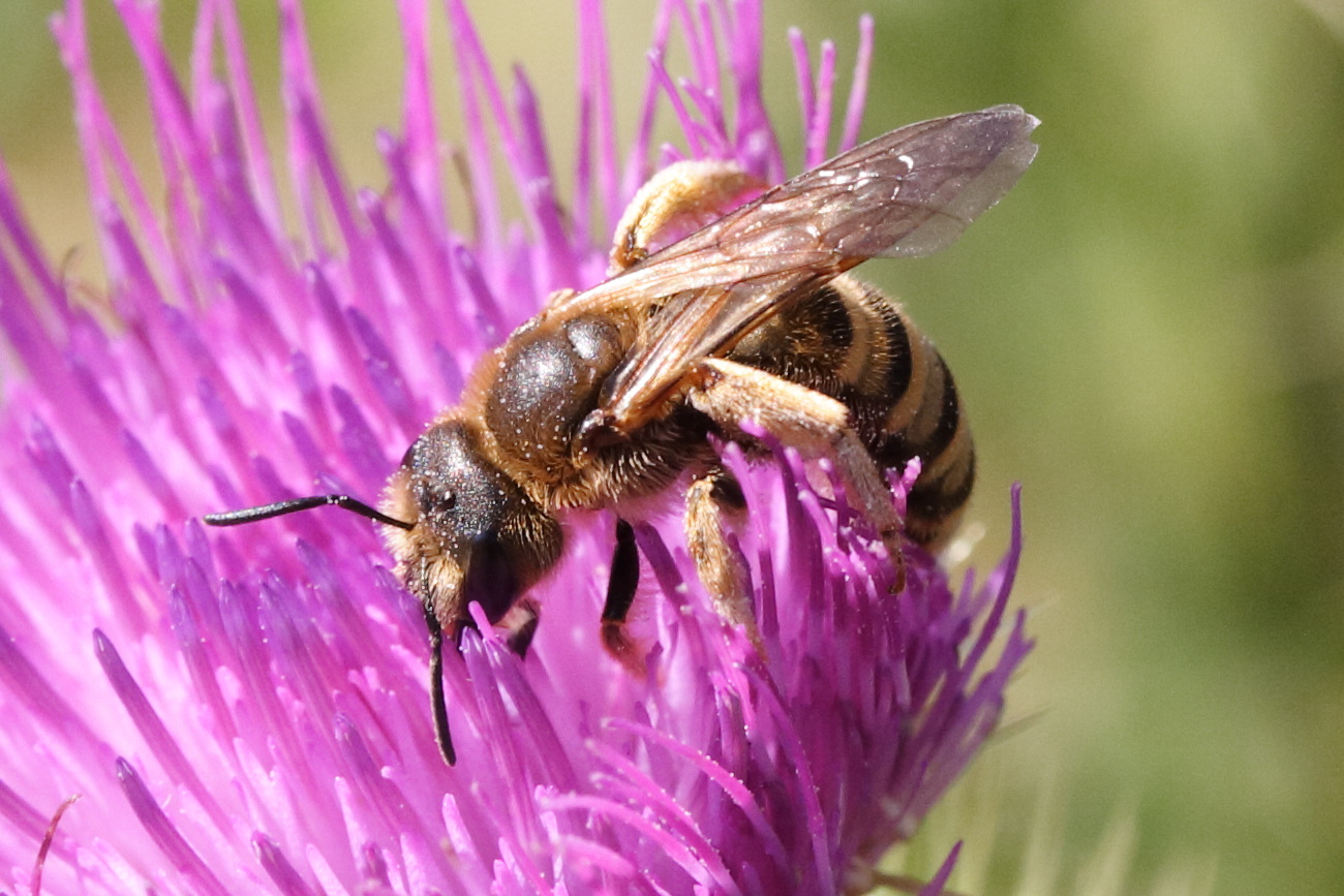 halictus_scabiosae3md