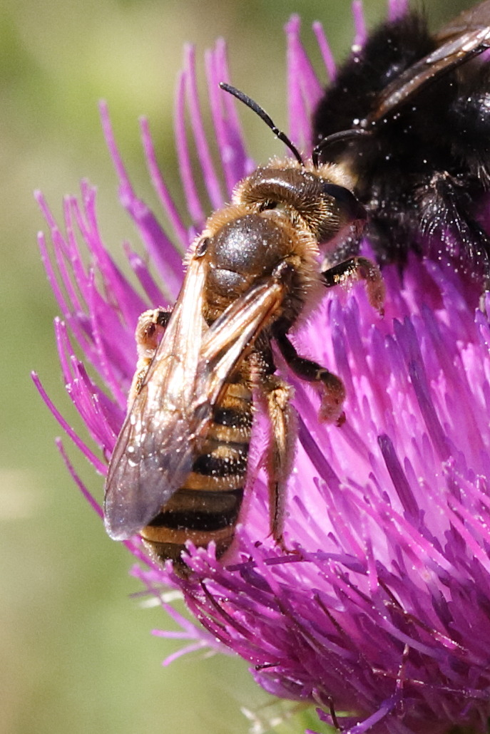 halictus_scabiosae4md