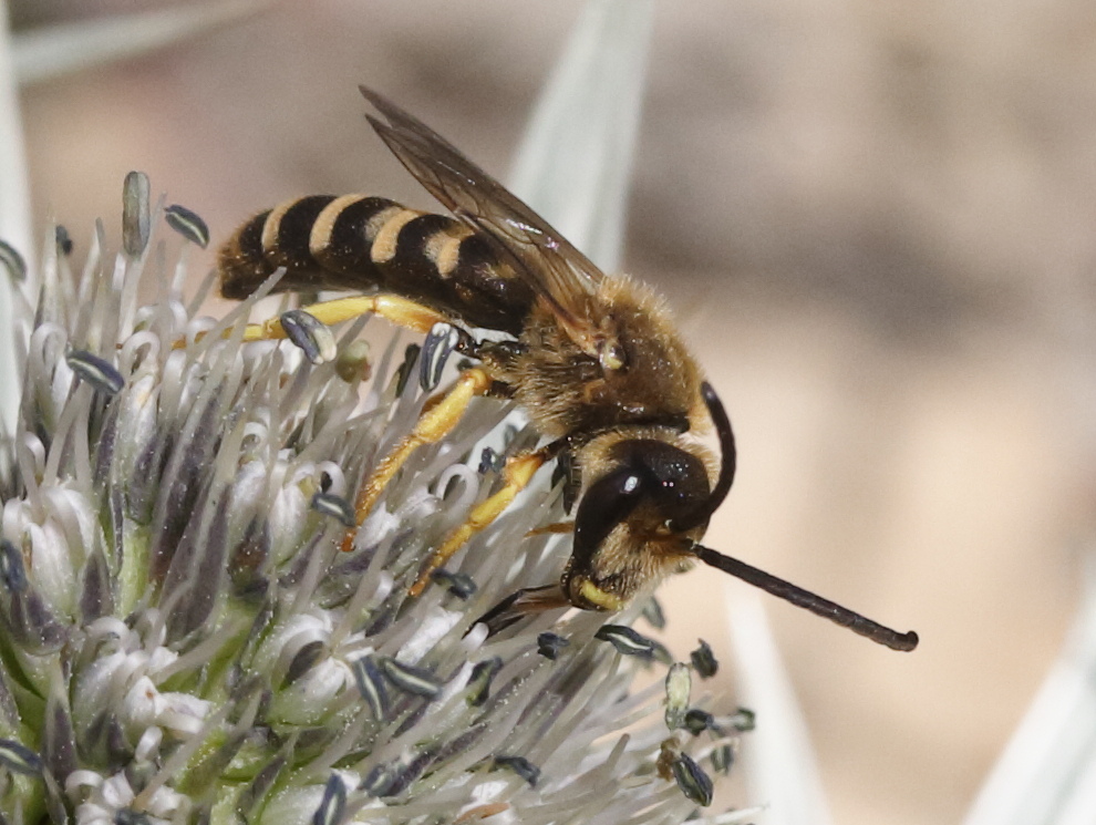 halictus_scabiosae5md