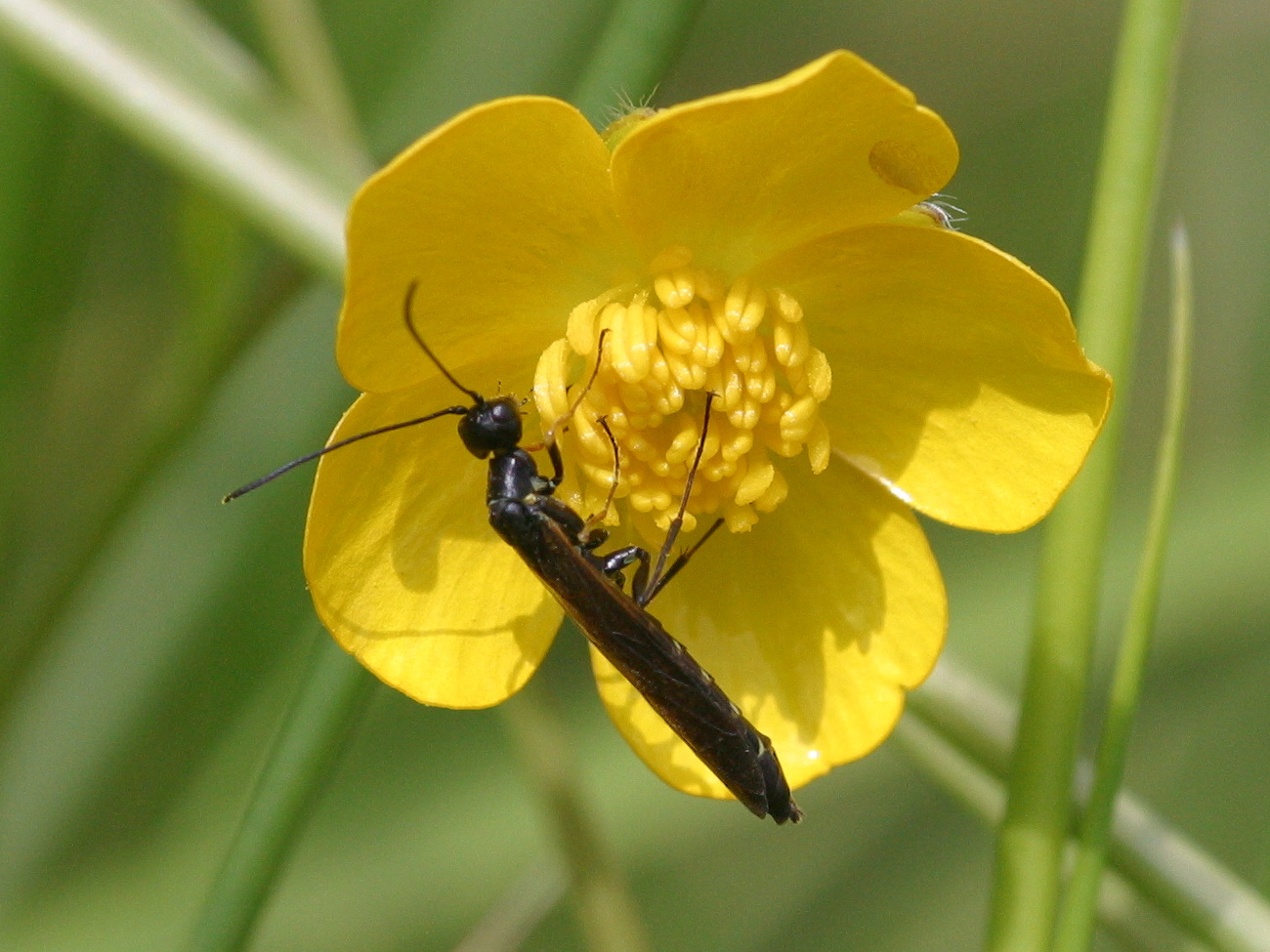 calameuta_filiformis1bd