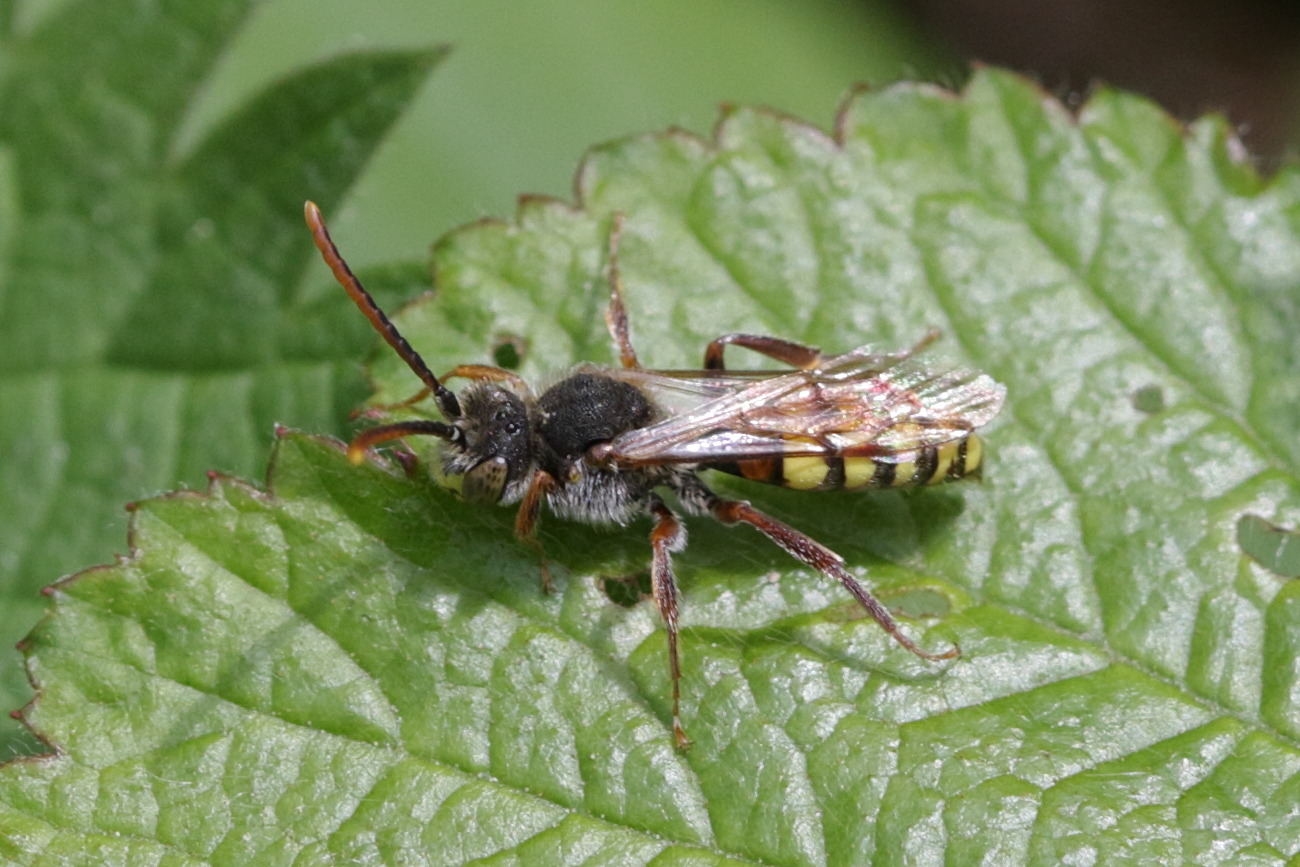 nomada_panzeri1bd
