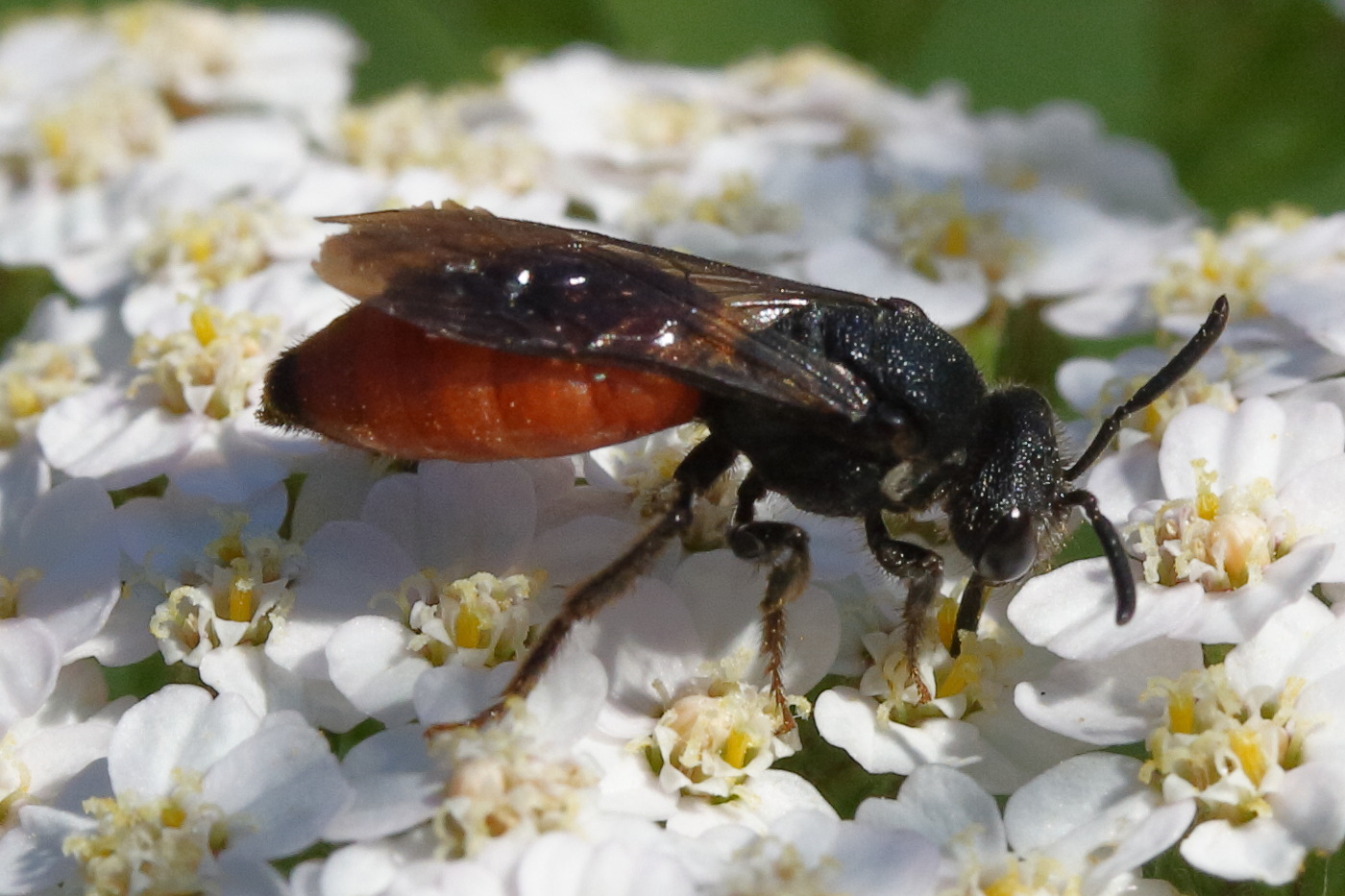 sphecodes_albilabris5md