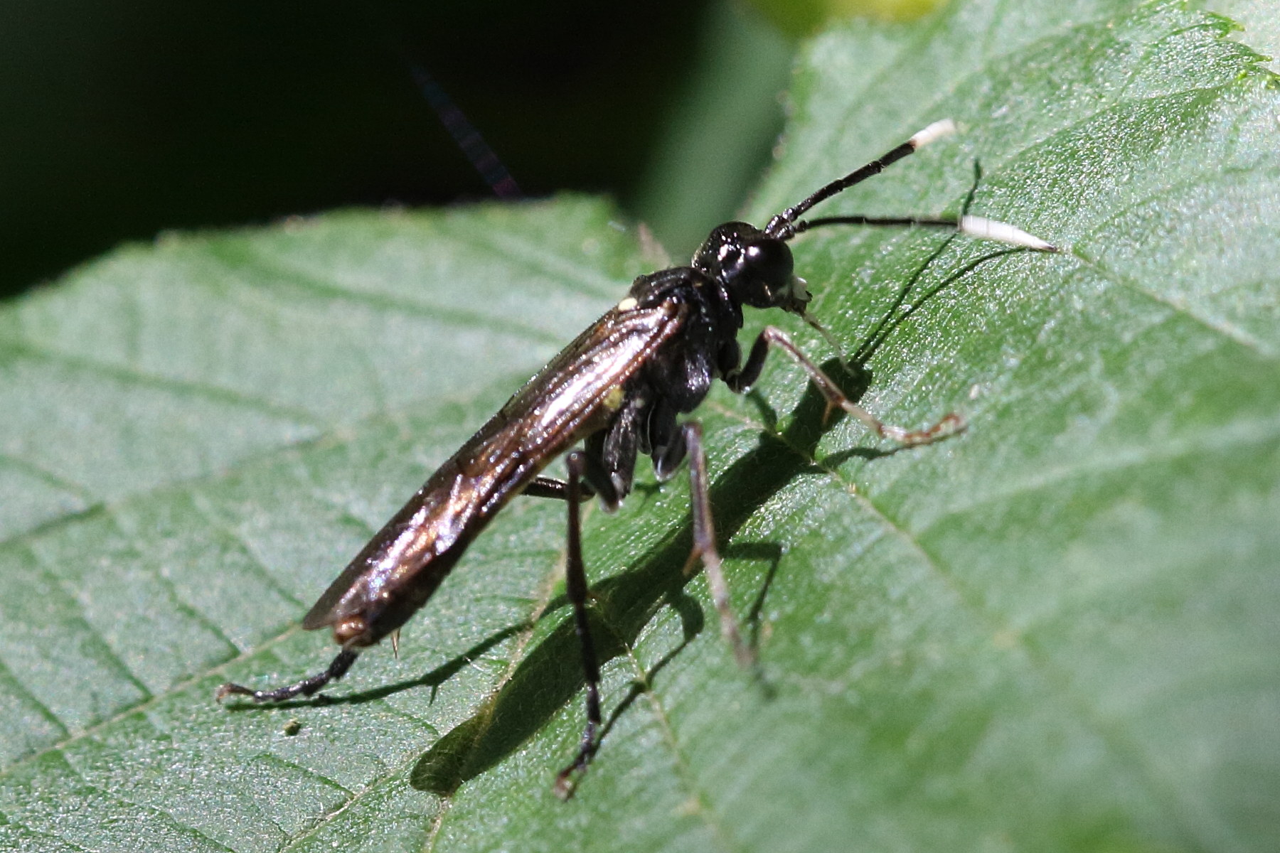 Afficher le média tenthredo_livida2bd tenthredo_livida2bd