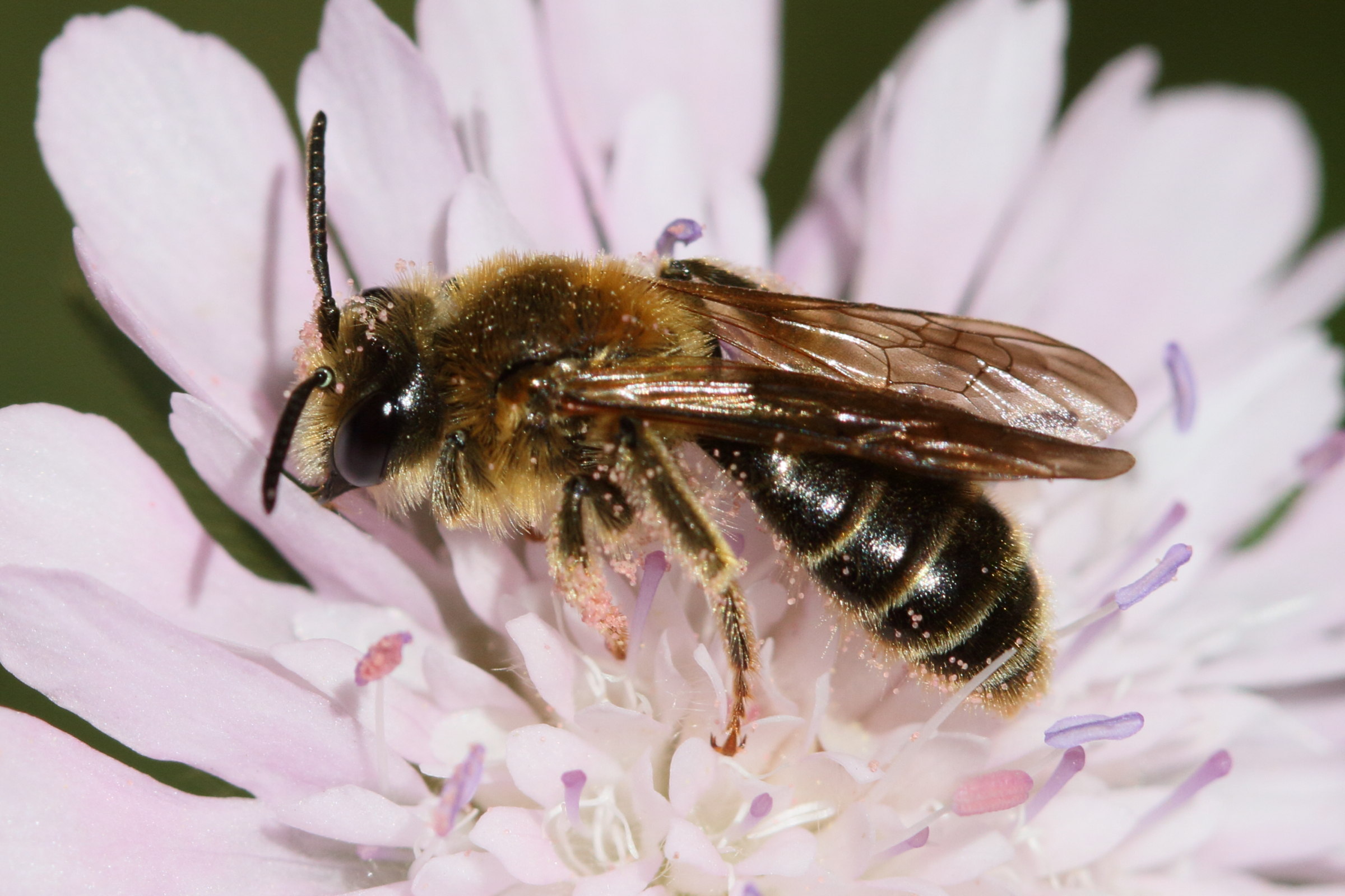 andrena_chrysosceles1bd