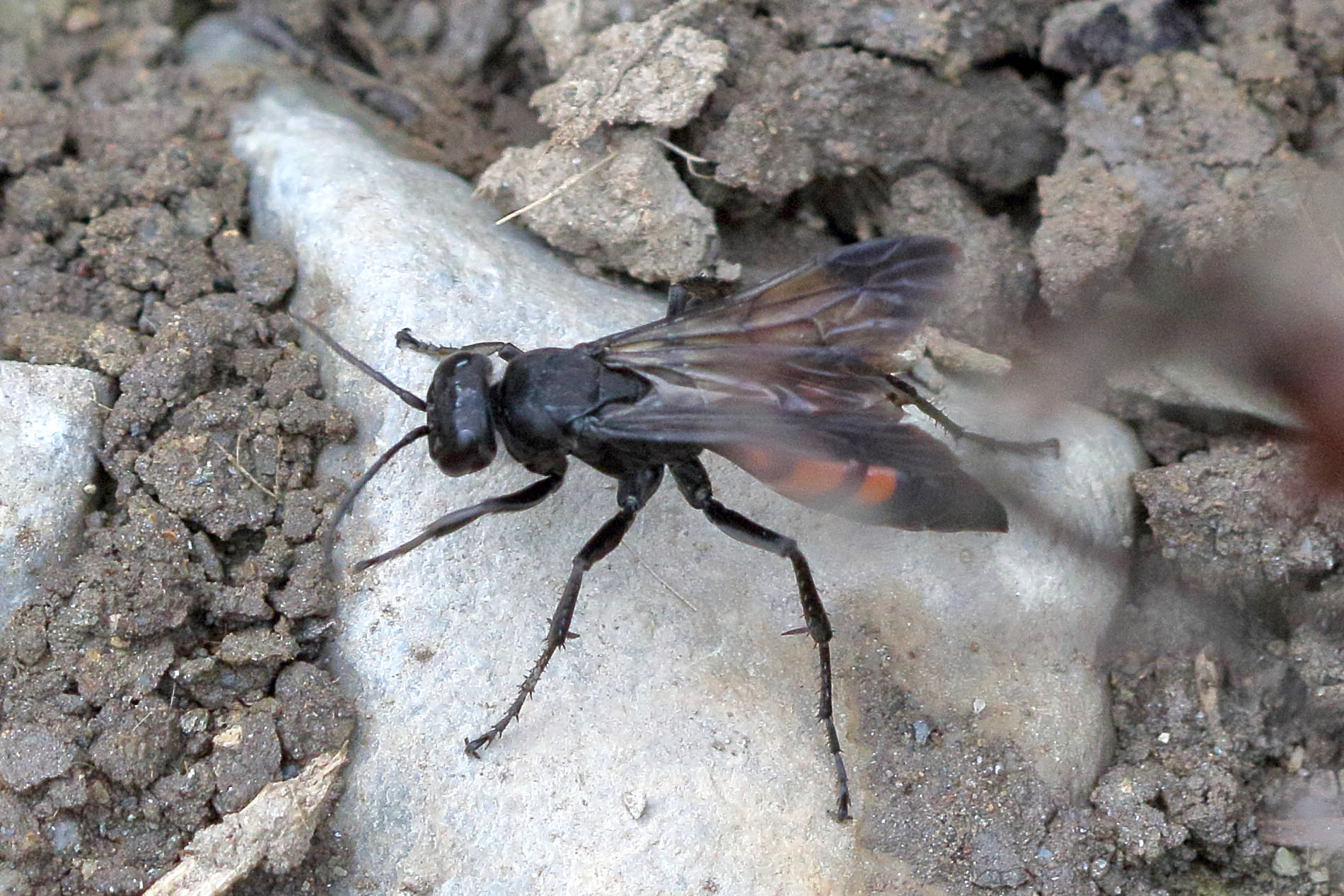 anoplius_viaticus4bd