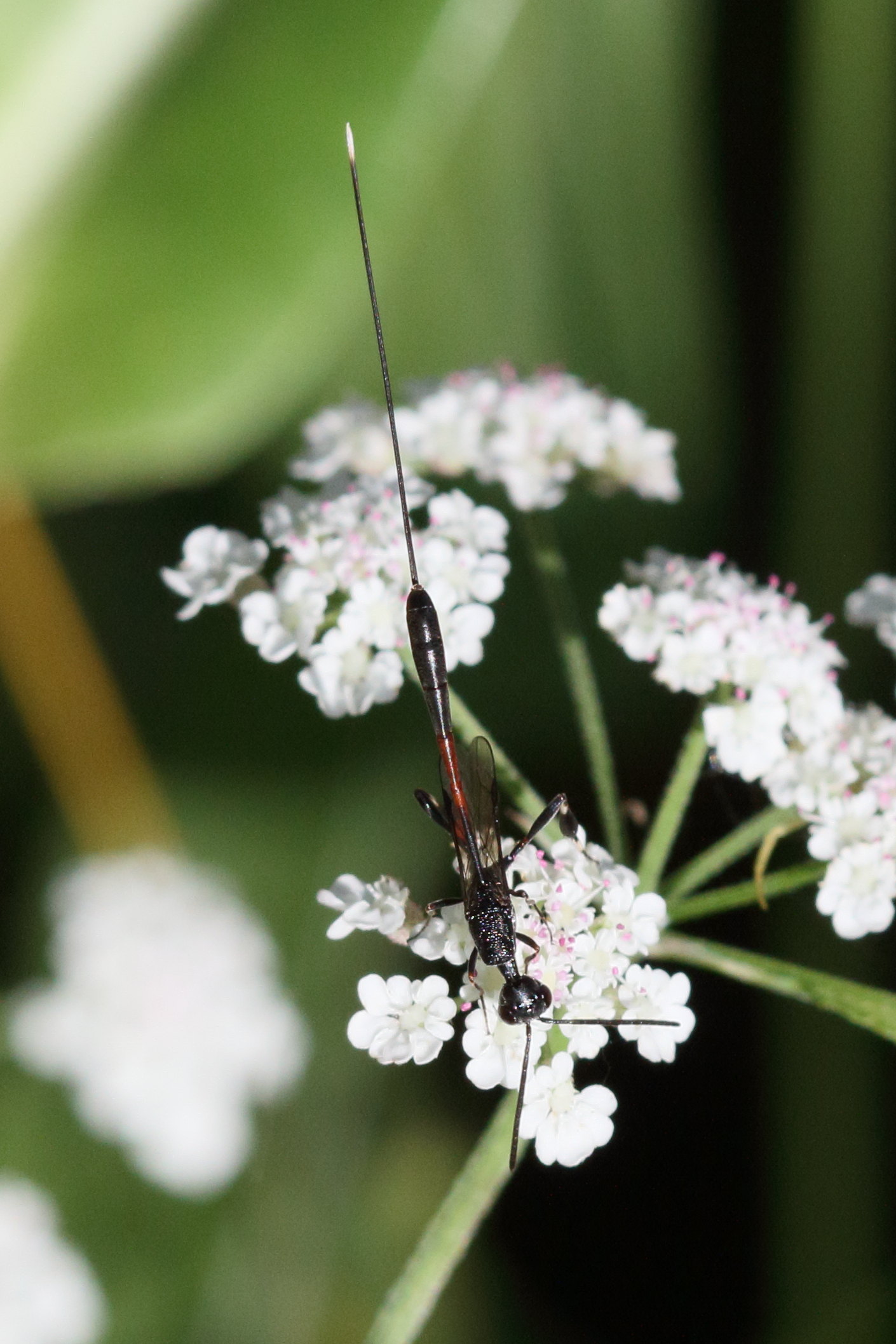 Afficher le média gasteruption_jaculator4bd gasteruption_jaculator4bd