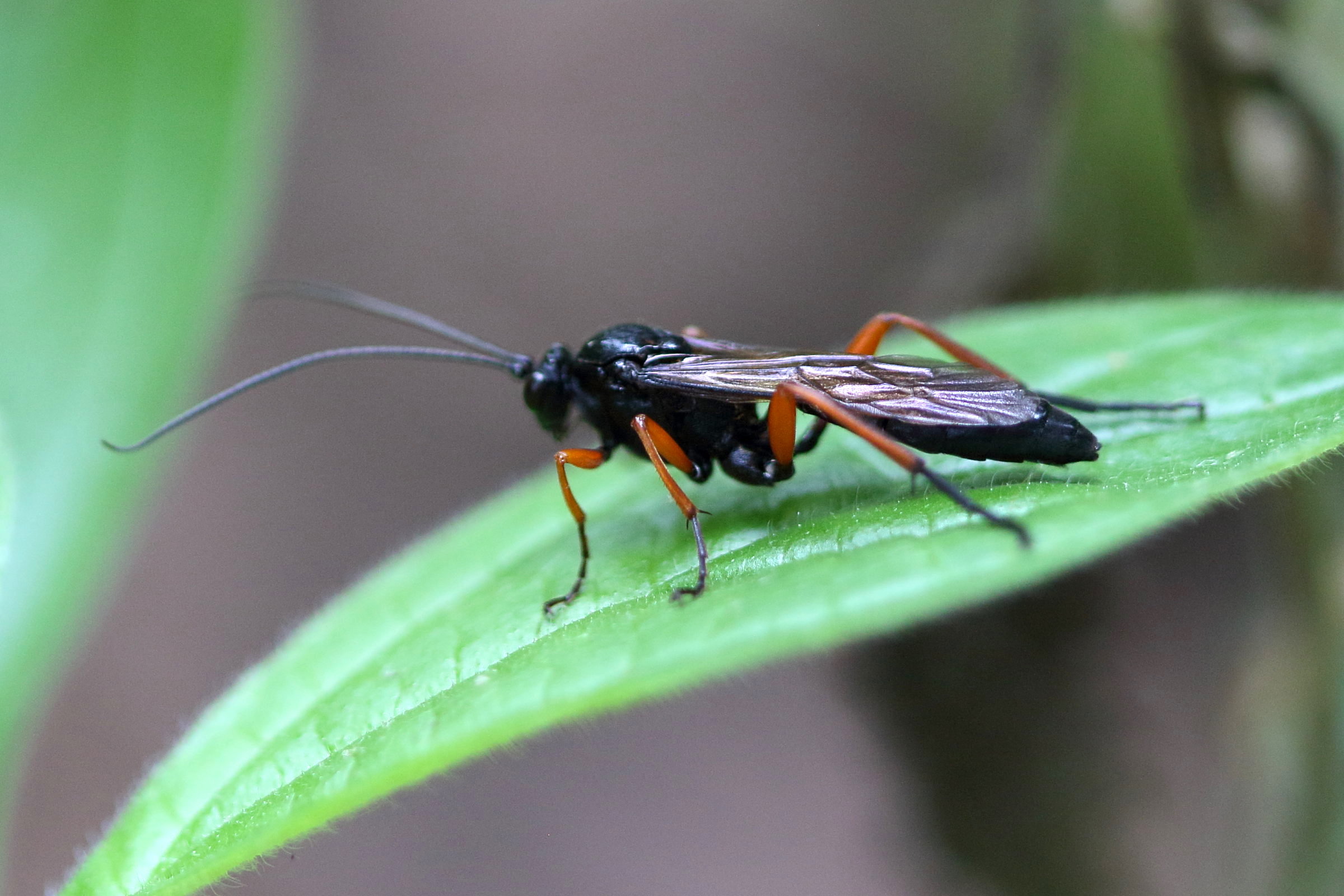 pimpla_rufipes2bd