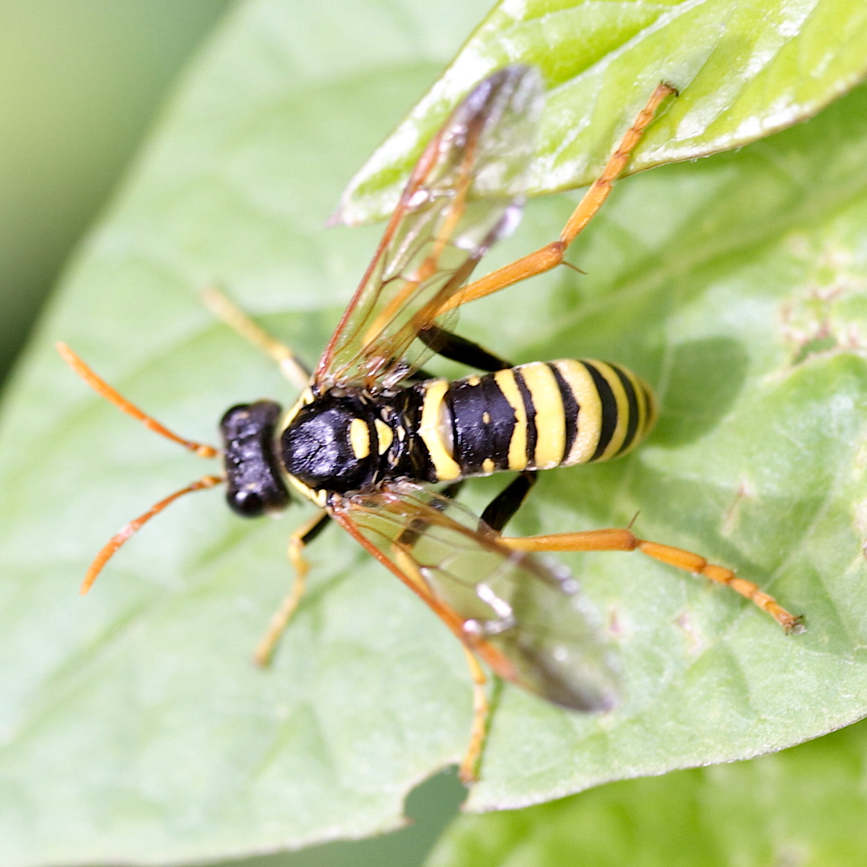 tenthredo_scrophulariae1md