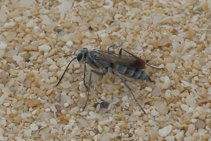 Afficher le média pompilus_cinereus1bd pompilus_cinereus1bd