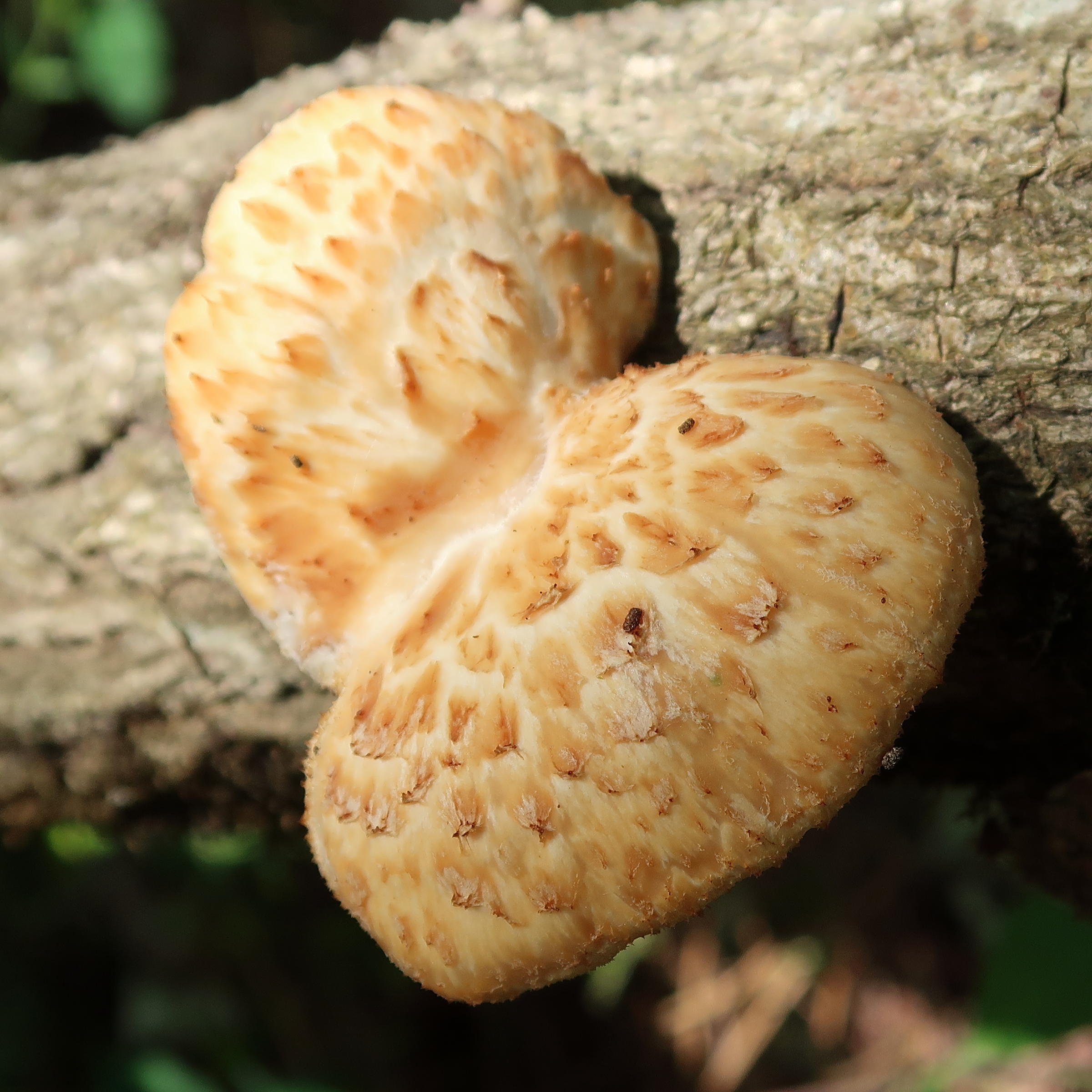 polyporus_tuberaster1md