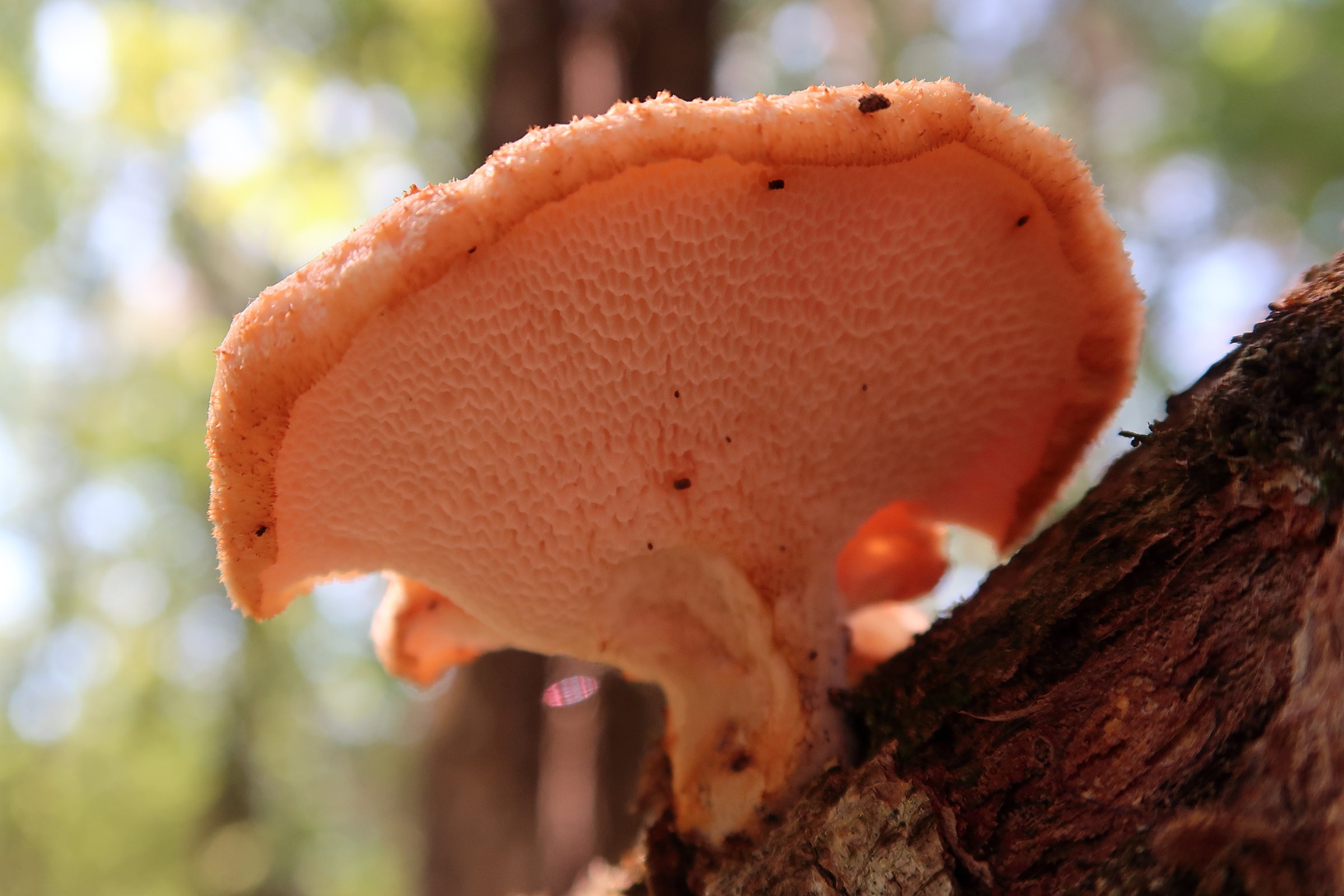 polyporus_tuberaster2md