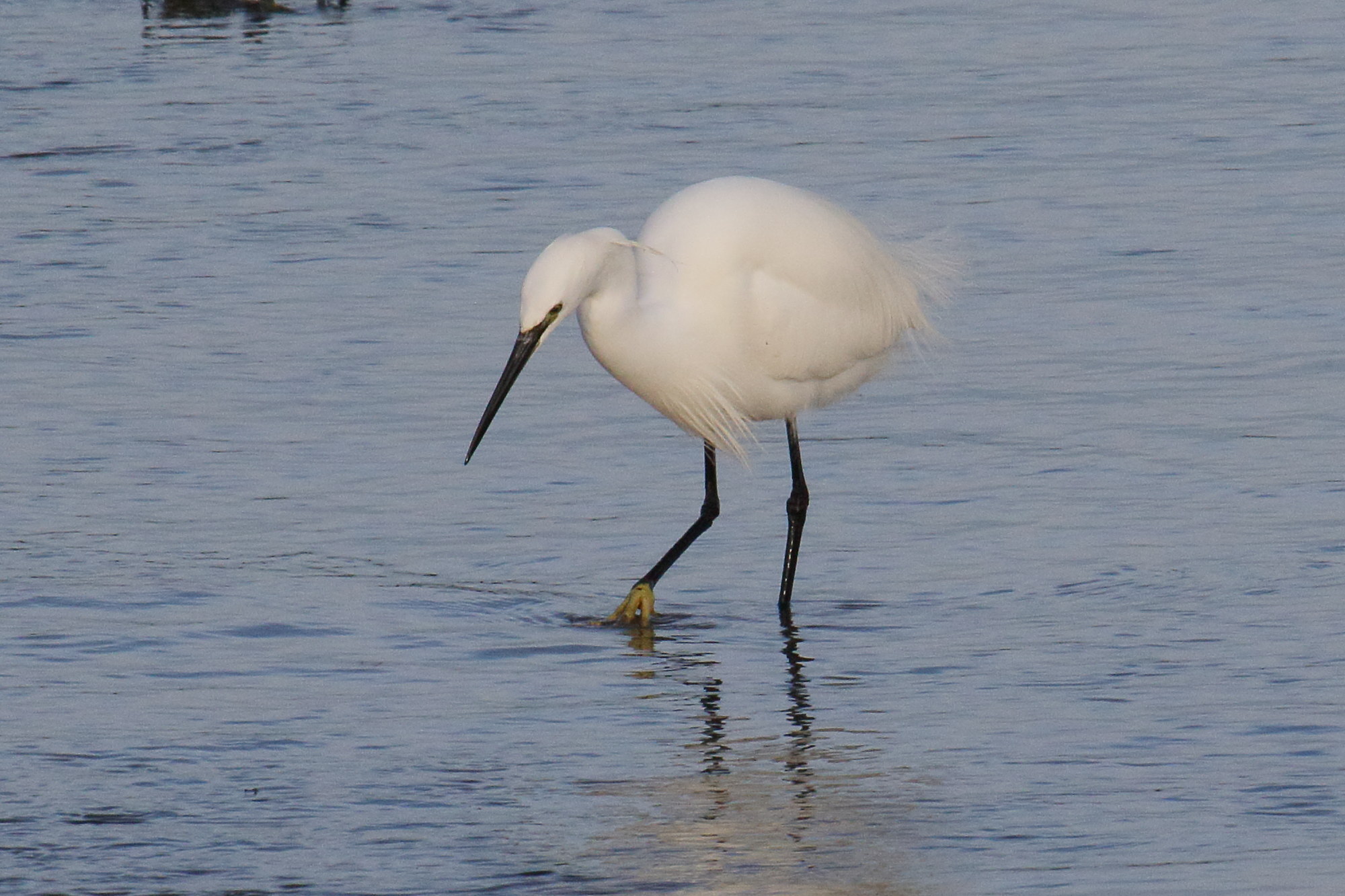 aigrette_garzette_-_egretta_garzetta9md