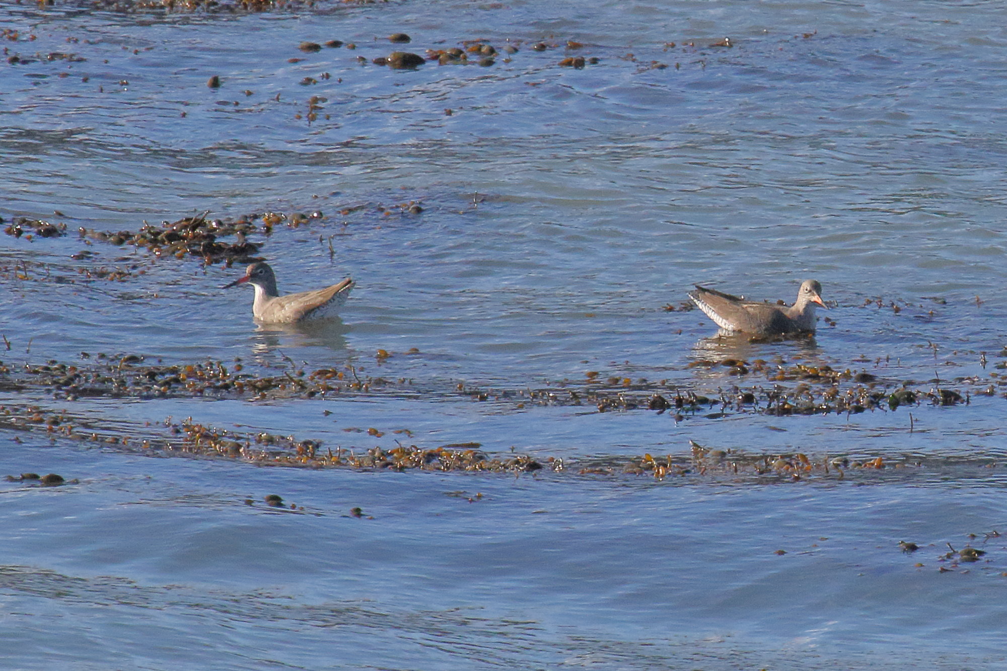 chevalier_gambette_-_tringa_totanus7md