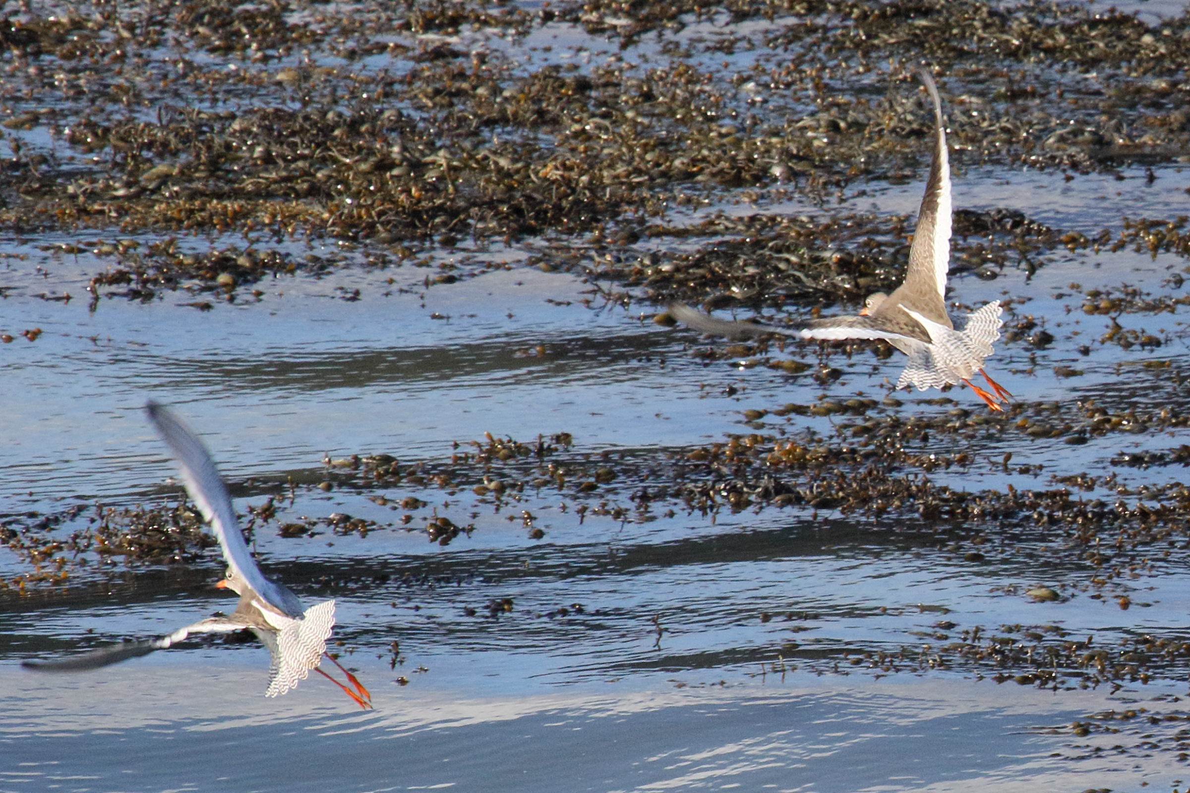 chevalier_gambette_-_tringa_totanus8md