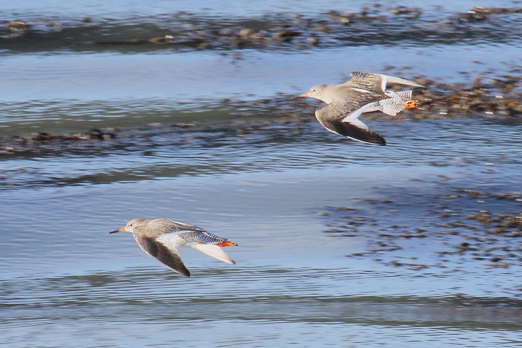 chevalier_gambette_-_tringa_totanus9md