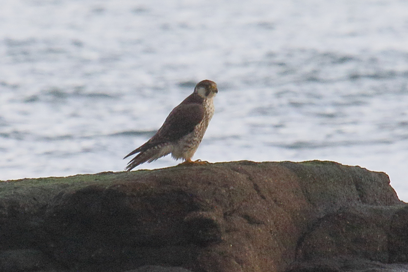 faucon_pelerin_-_falco_pelegrinus9md