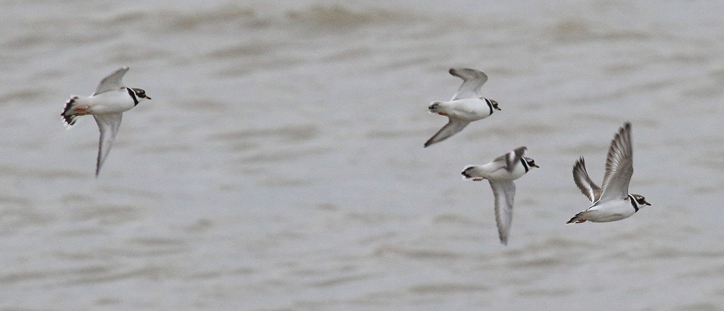 grand_gravelot_-_charadrius_hiaticula9md