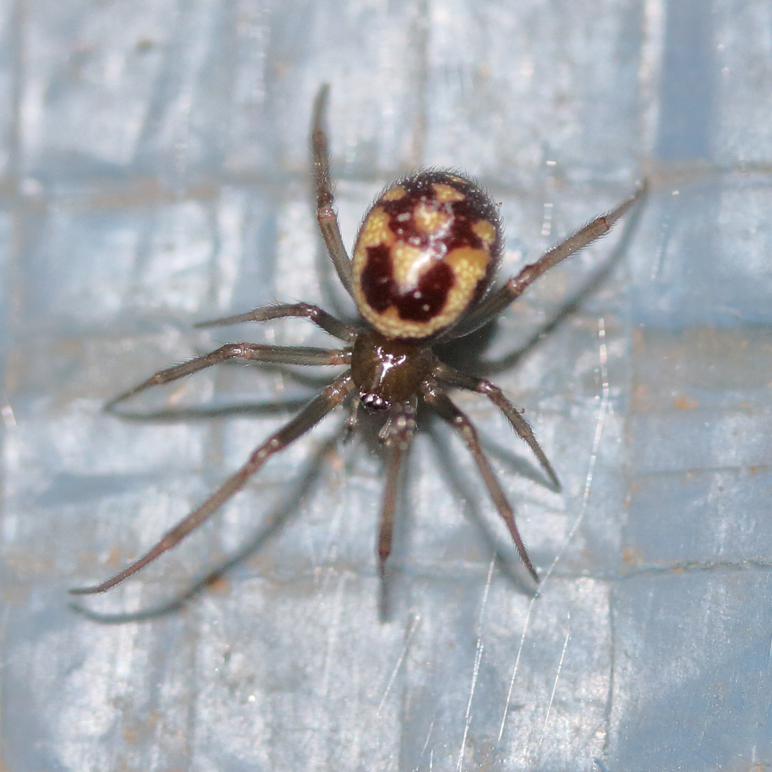 steatoda_grossa3md