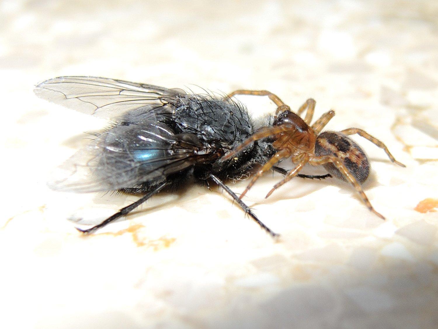 Afficher le média amaurobius_fenestralis3md amaurobius_fenestralis3md