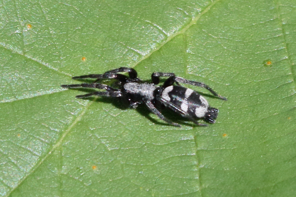 aphantaulax_cincta1md