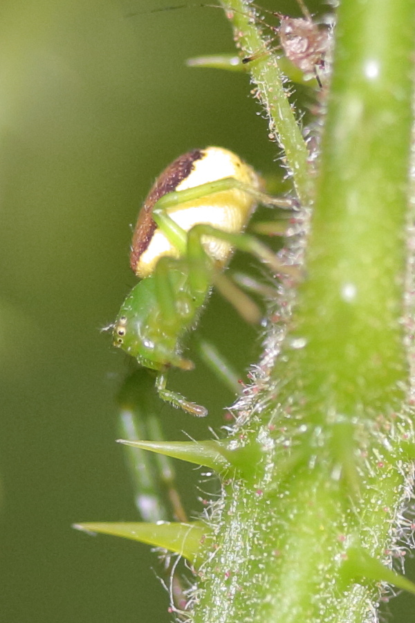Afficher le média diaea_dorsata2md diaea_dorsata2md