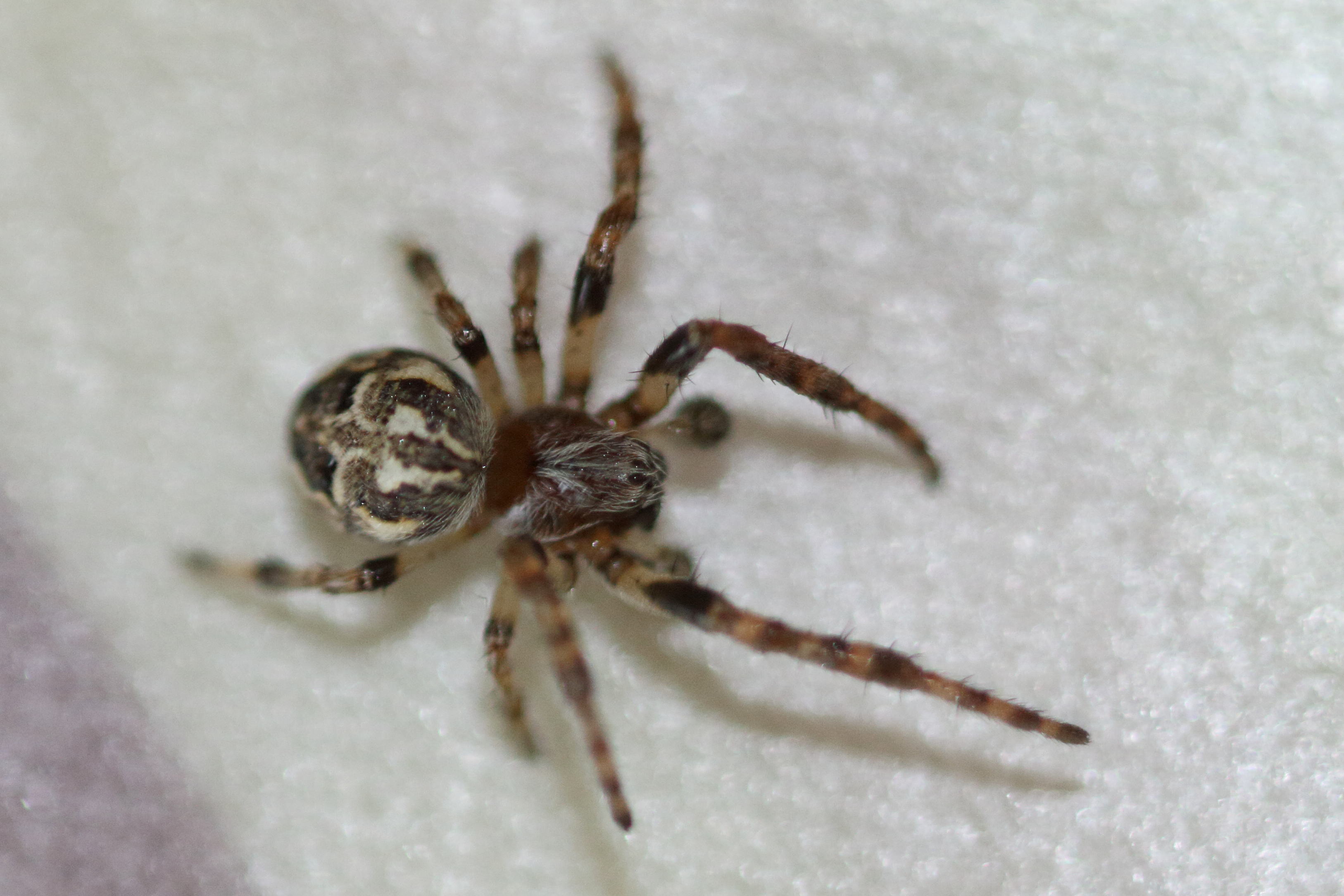 Afficher le média larinioides_cornutus6bd larinioides_cornutus6bd