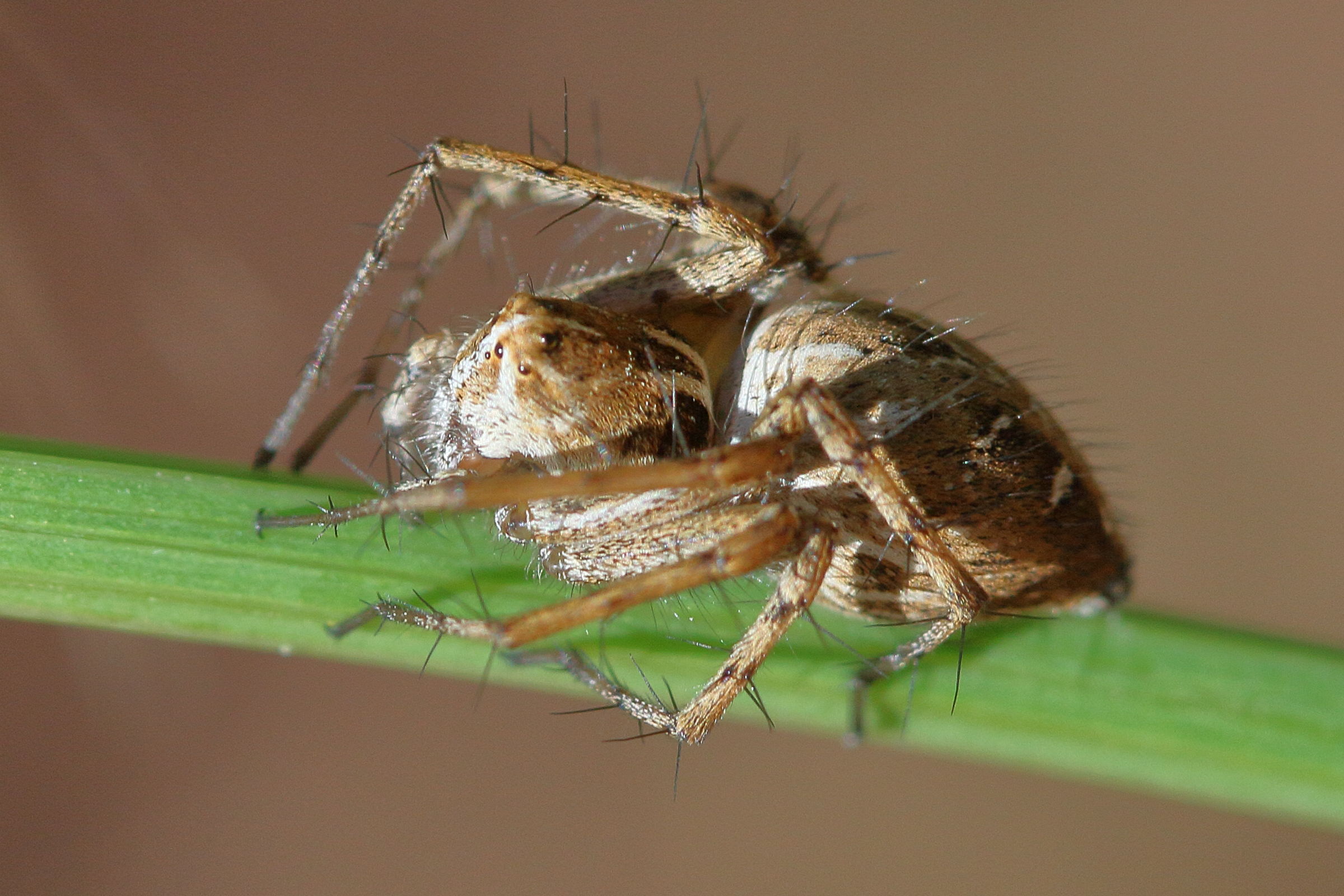 oxyopes_ramosus2bd