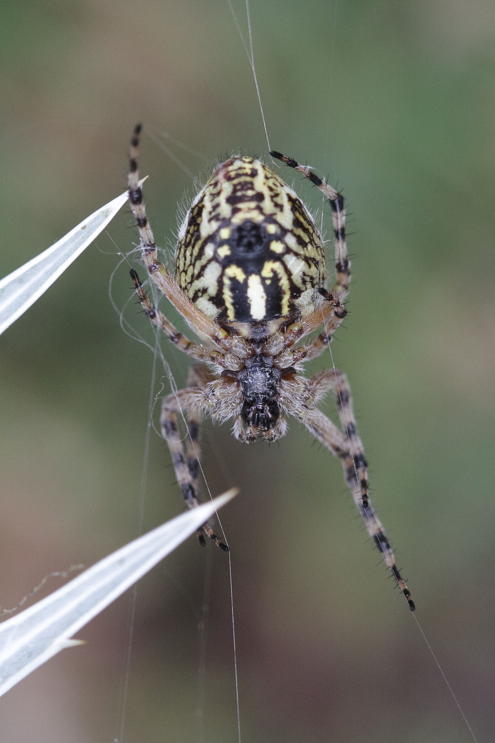 aculepeira_ceropegia7bd