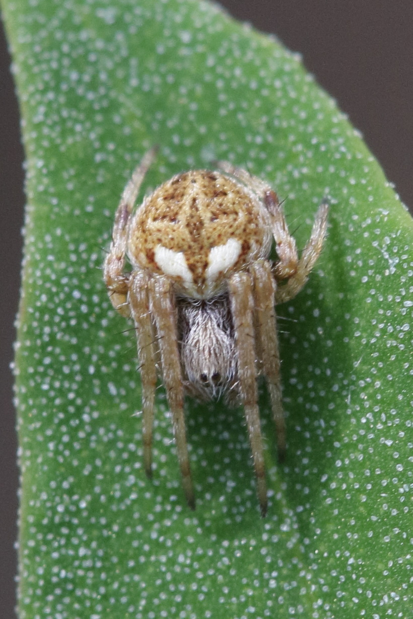 Afficher le média agalenatea_redii5bd agalenatea_redii5bd