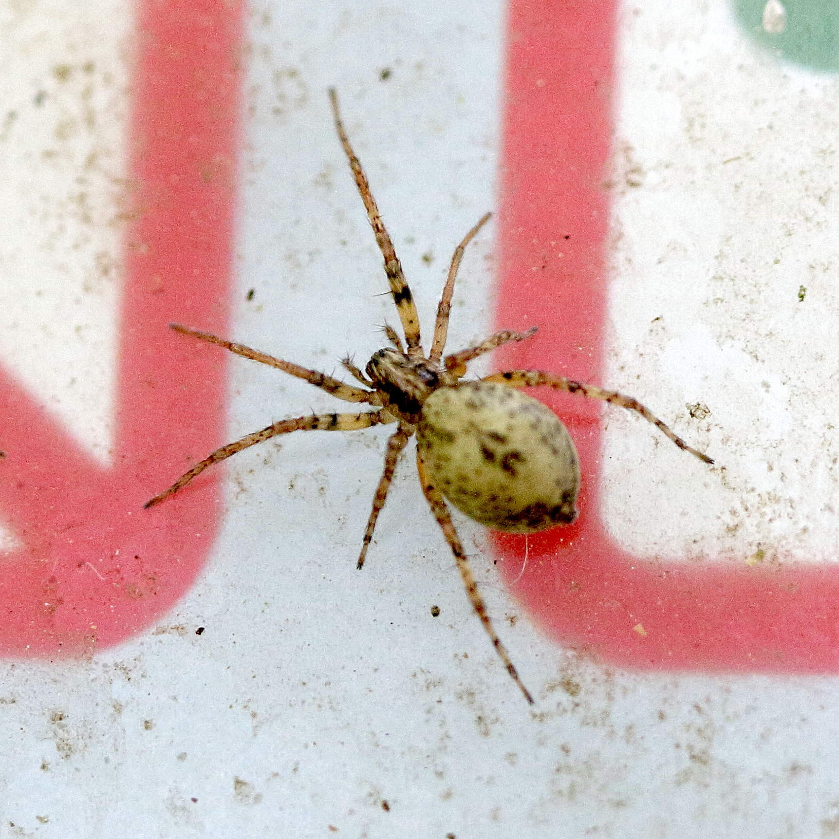 anyphaena_accentuata3bd