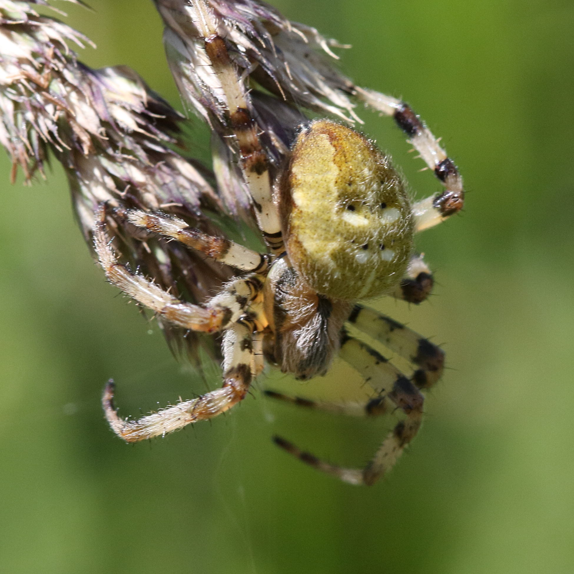 araneus_quadratus8bd