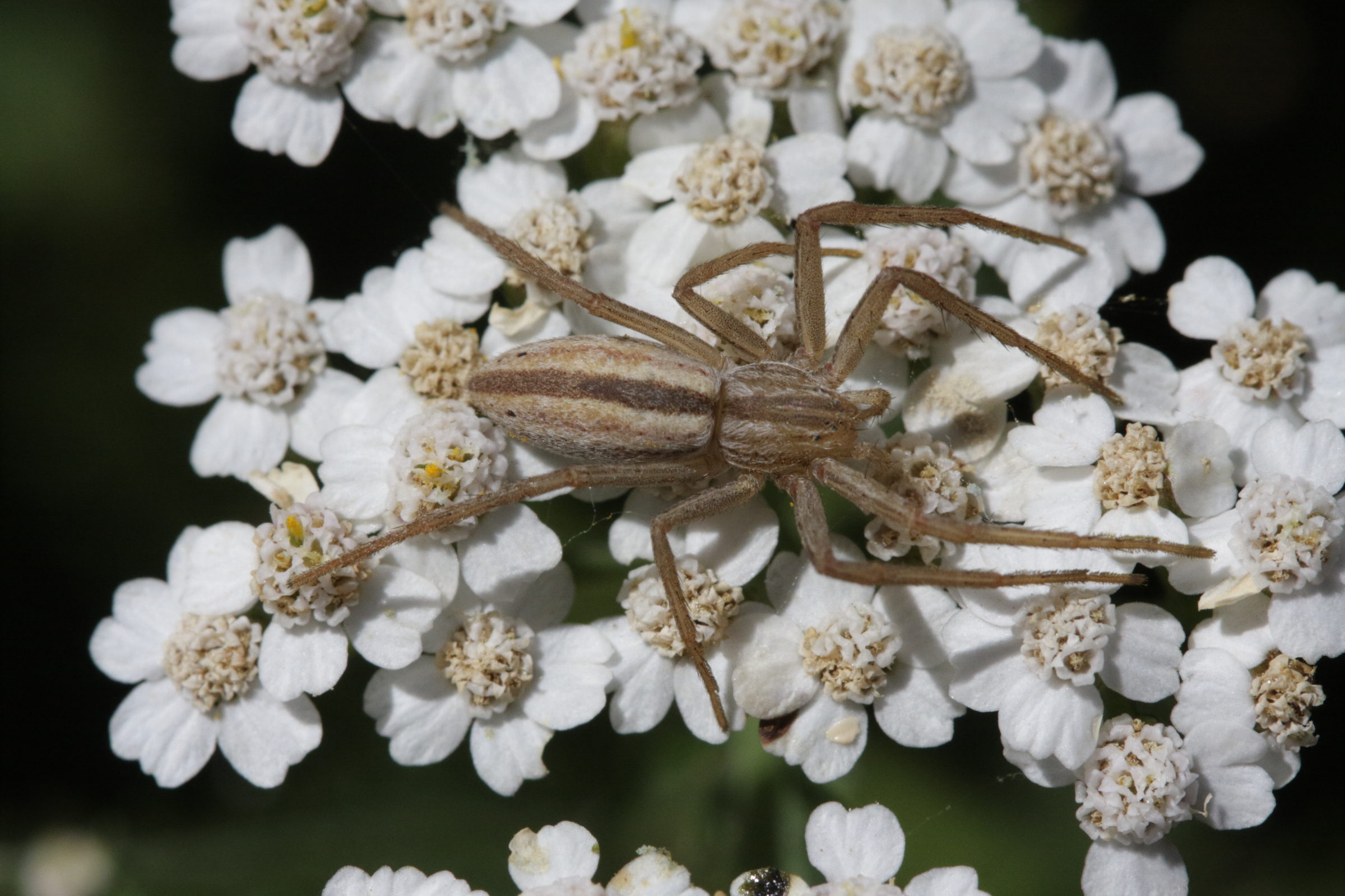 tibellus_oblongus1bd