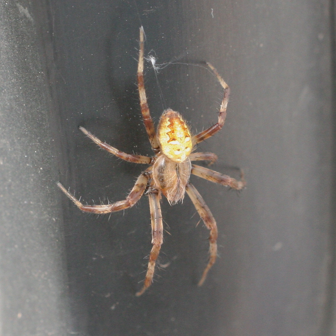 araneus_quadratus10bd