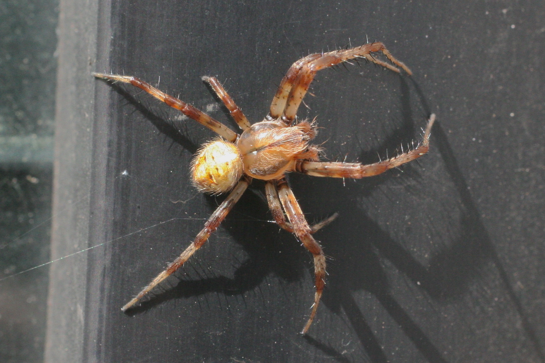 araneus_quadratus9bd