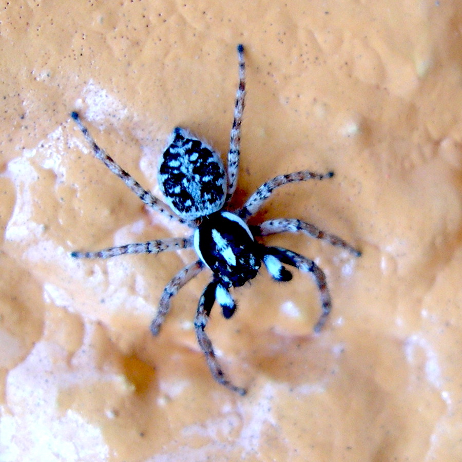 menemerus_semilimbatus4md