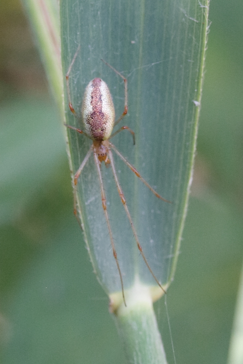 tetragnatha_obtusa1md