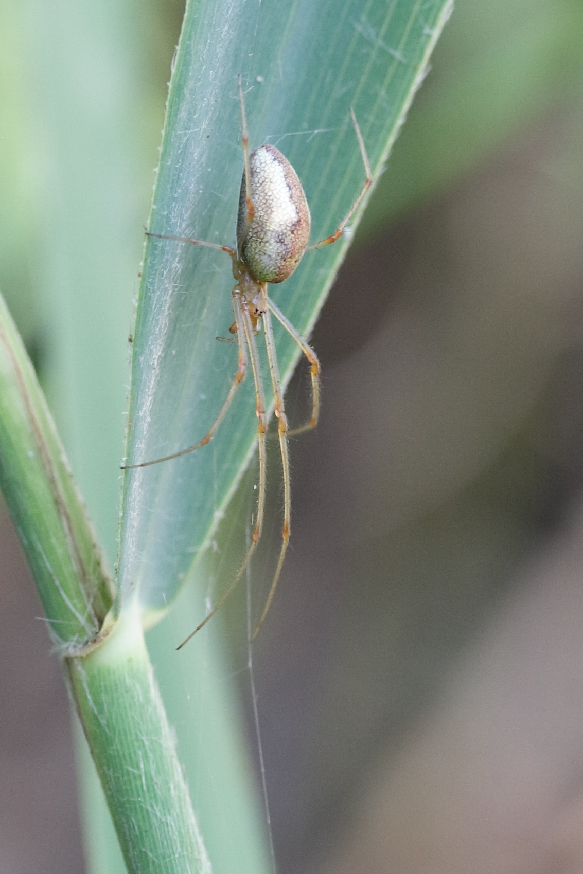 tetragnatha_obtusa2md