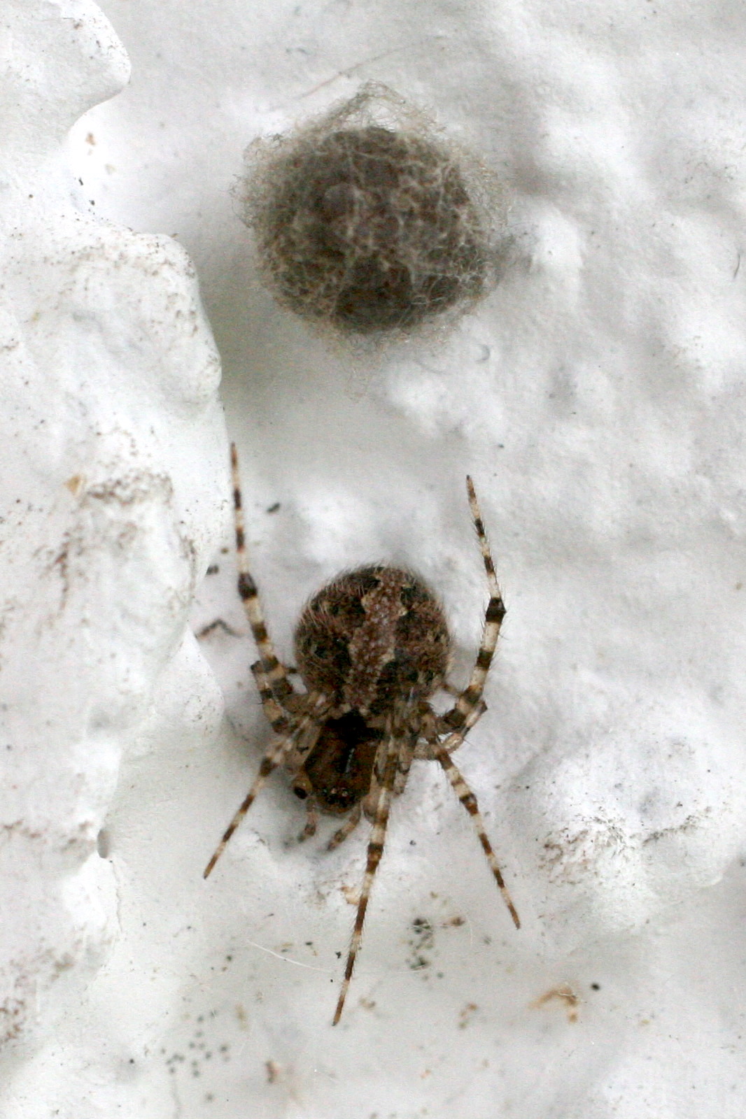 theridion_melanurum2bd