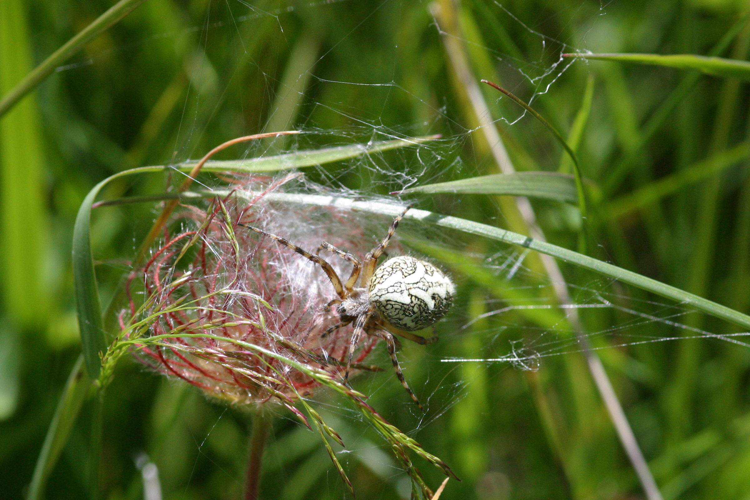 aculepeira_ceropegia8bd