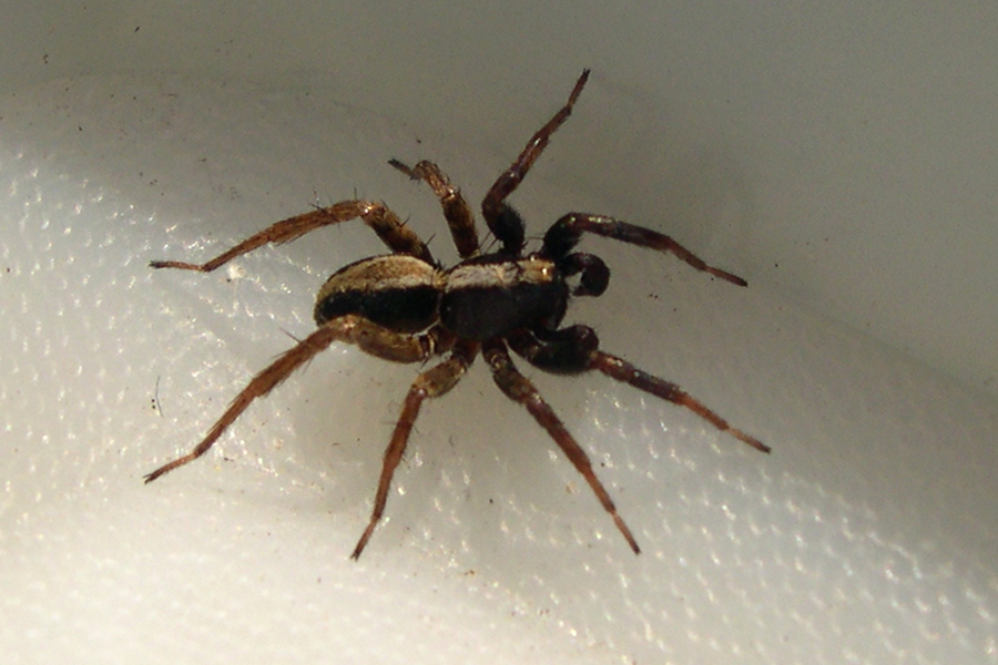 Afficher le média alopecosa_pulverulenta1md alopecosa_pulverulenta1md