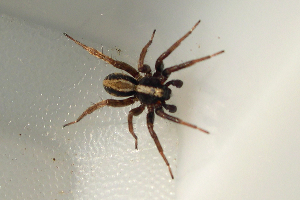 Afficher le média alopecosa_pulverulenta2md alopecosa_pulverulenta2md